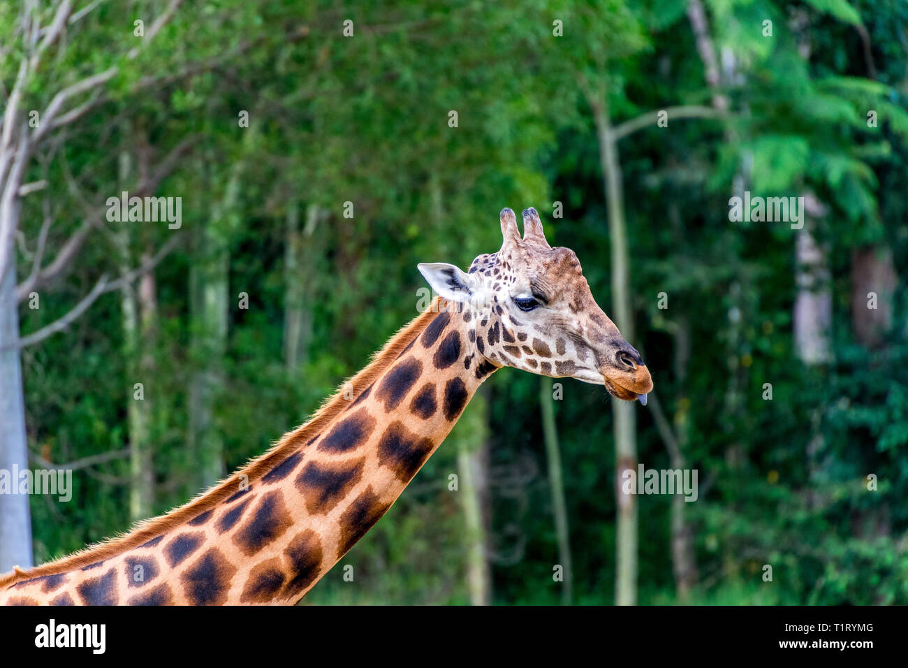 La Girafe (Giraffa) est une espèce d'ongulés artiodactyles (à l'Afrique, le plus grand mammifère terrestre vivant et le plus grand des animaux ruminants. Banque D'Images