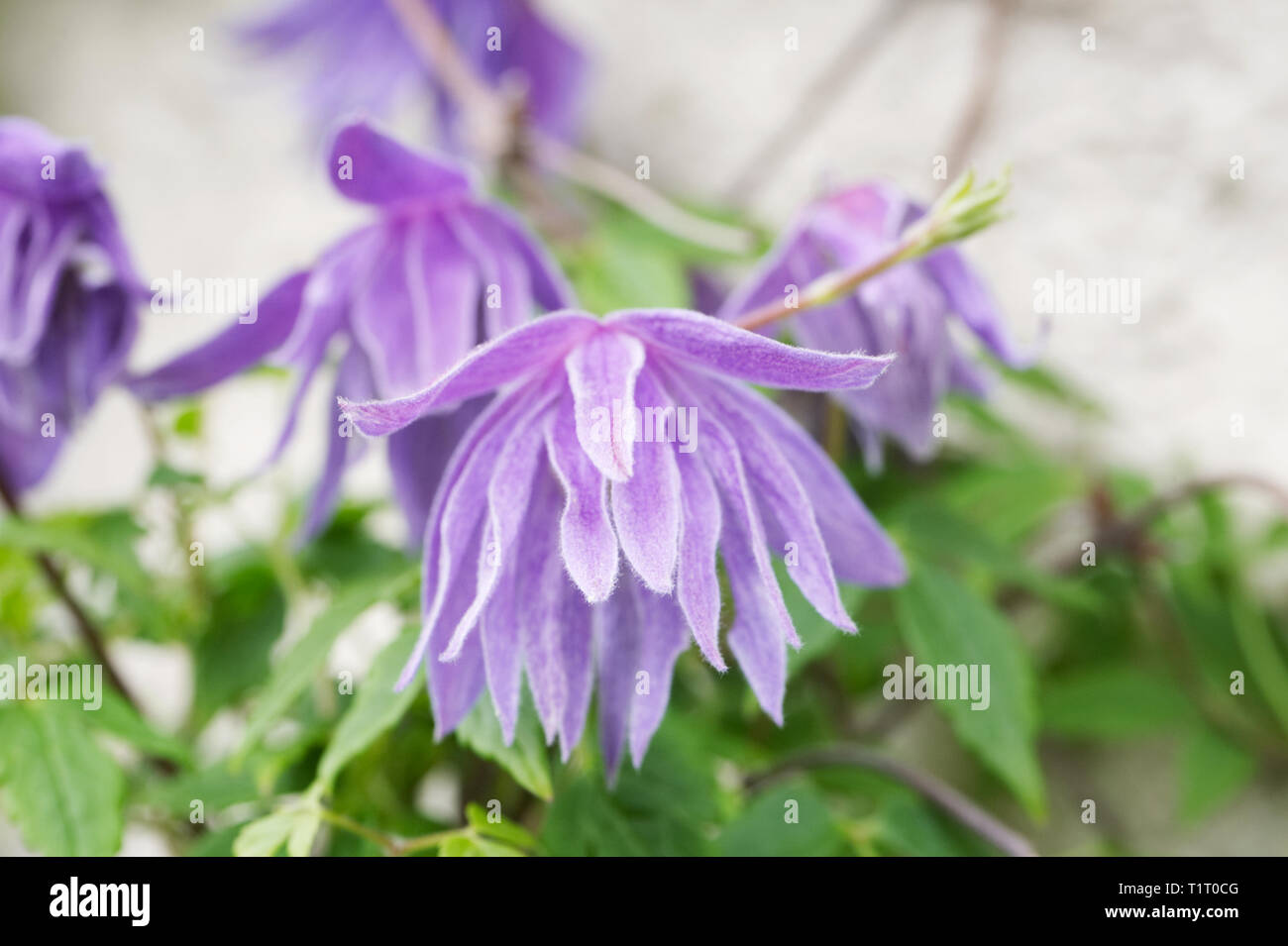 Clematis macropetala fleur. Banque D'Images