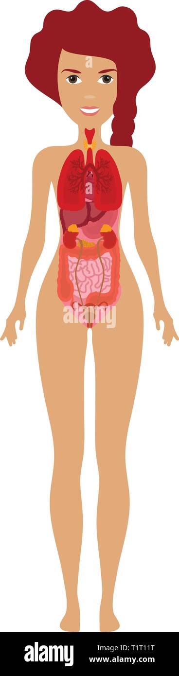 Les organes de l'illustration. La silhouette de femme anatomique avec les organes. Cœur, poumon, estomac, intestins, reins, foie illustration. Illustration de Vecteur