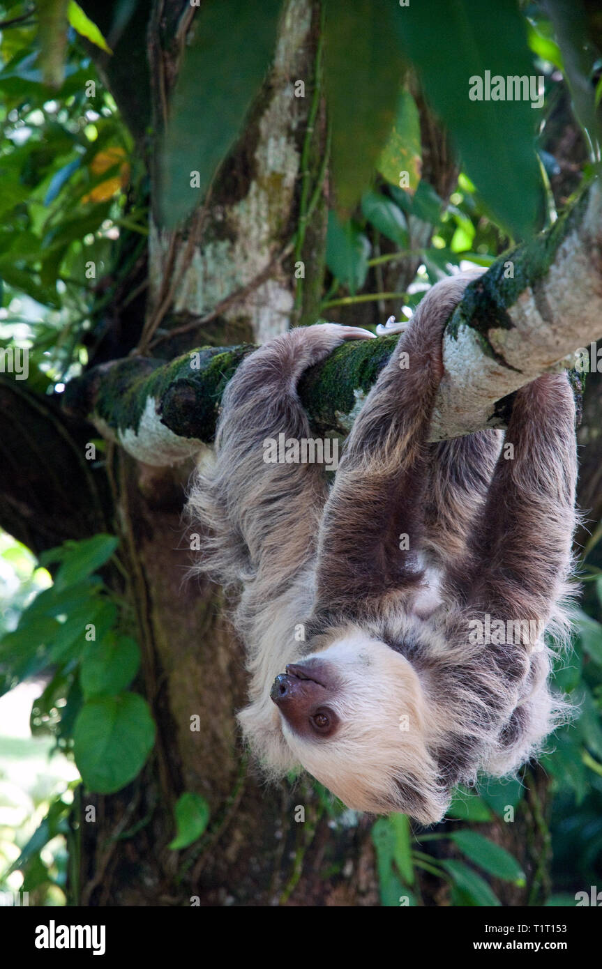 Brown-throated Sloth (Bradypus variegatus), sur un arbre, Siquirres, Costa Rica Banque D'Images