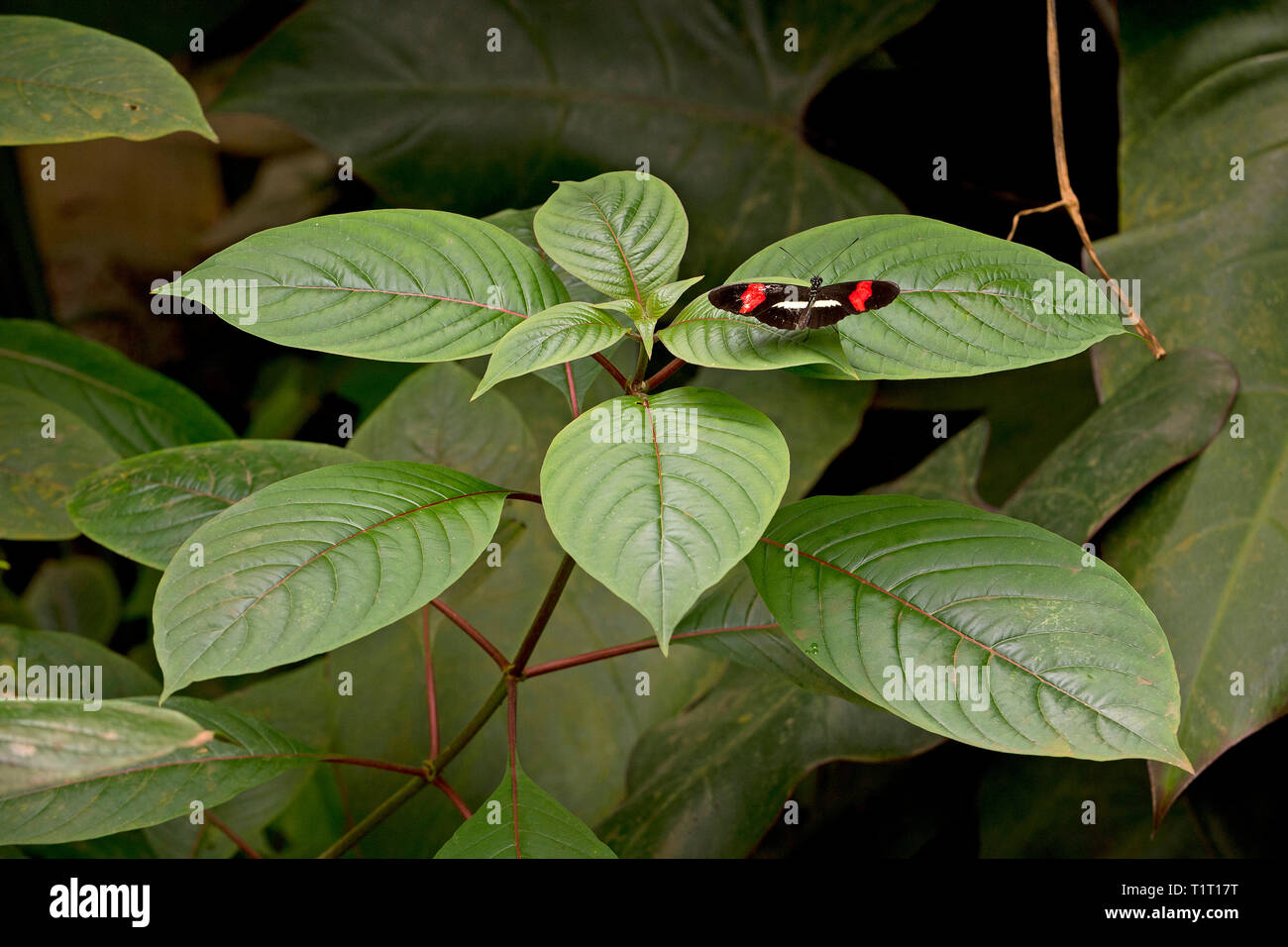 Facteur rouge, rouge passion flower butterfly (Heliconius erato) sur une feuille, Costa Rica Banque D'Images