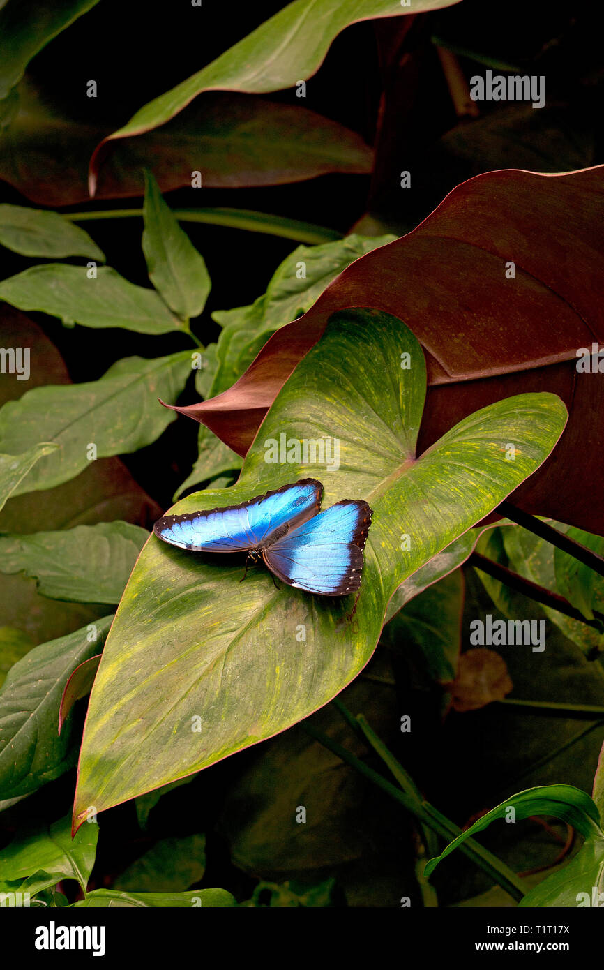 Morpho bleu ou Morpho butterfly (Morpho peleides) plus grand papillon trouvés dans la forêt primaire, le Costa Rica Banque D'Images