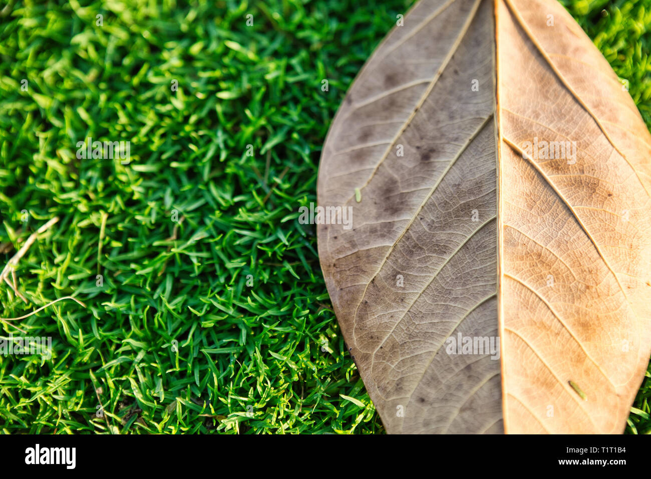 Libre coup de feuilles séchées dans l'herbe verte Banque D'Images