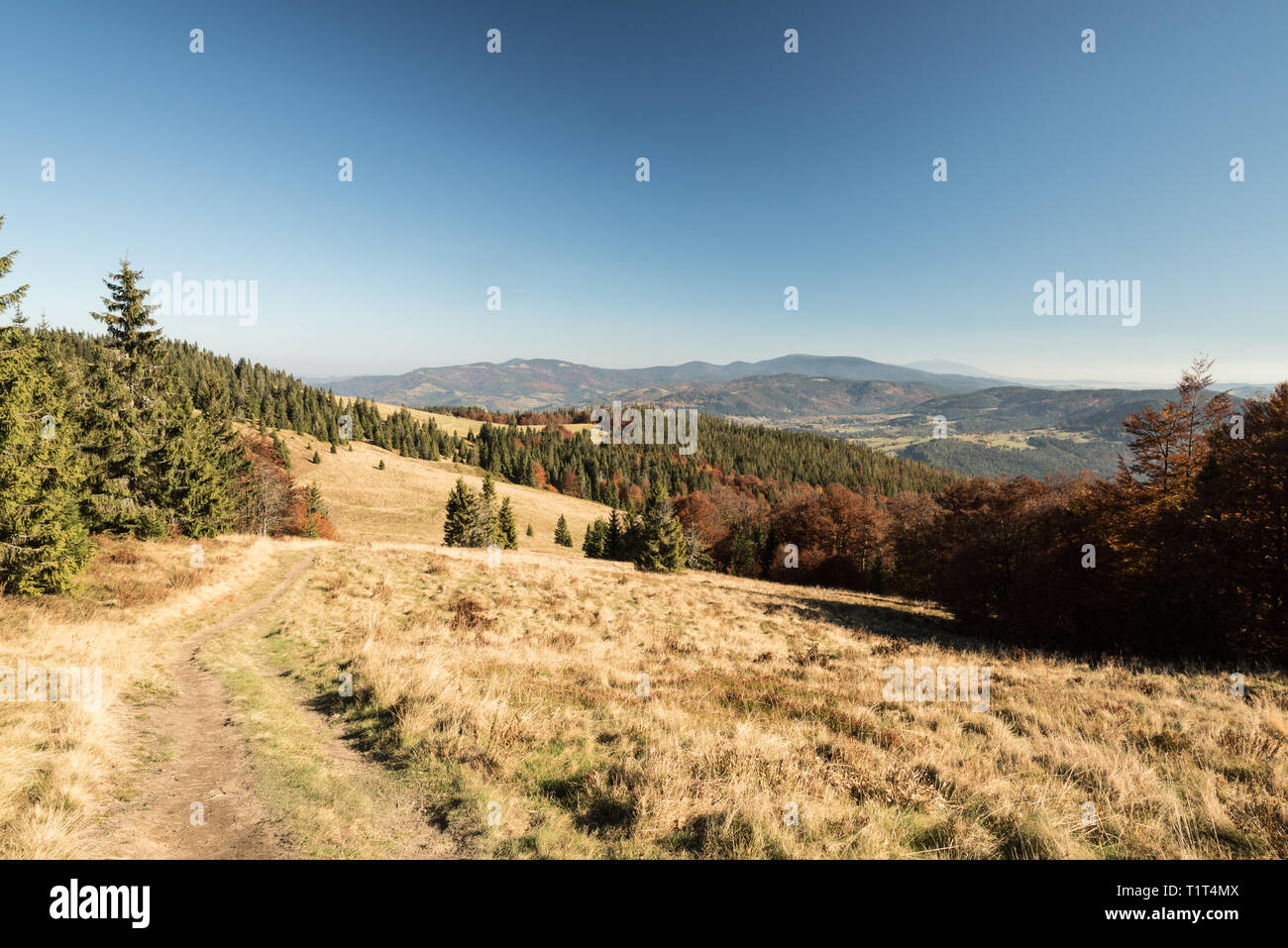 Hala Rycerzowa mountain meadow avec sentier de randonnée, arbres et collines colorées sur l'arrière-plan dans les montagnes Beskid Zywiecki en Pologne au cours de l'automne Banque D'Images