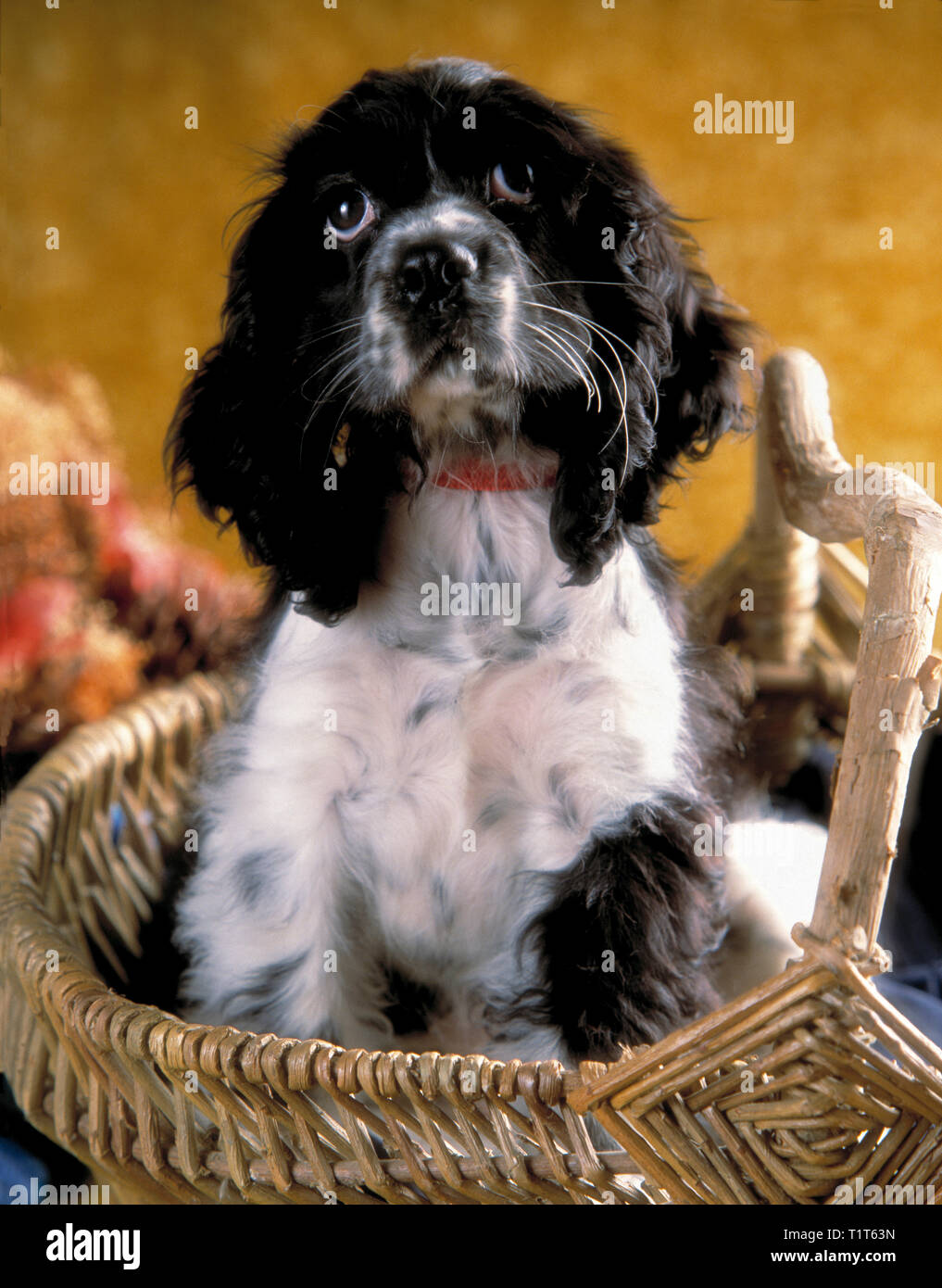 Le poivre chiot Cocker se détendre dans un panier en osier Banque D'Images