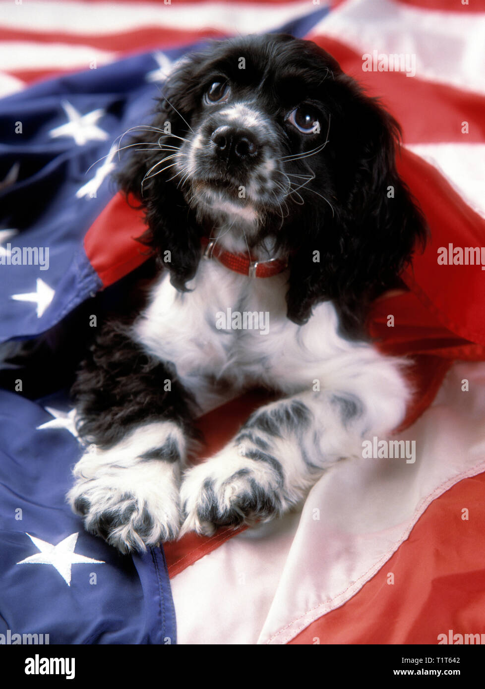 Chiot cocker dans un panier avec un drapeau américain Banque D'Images