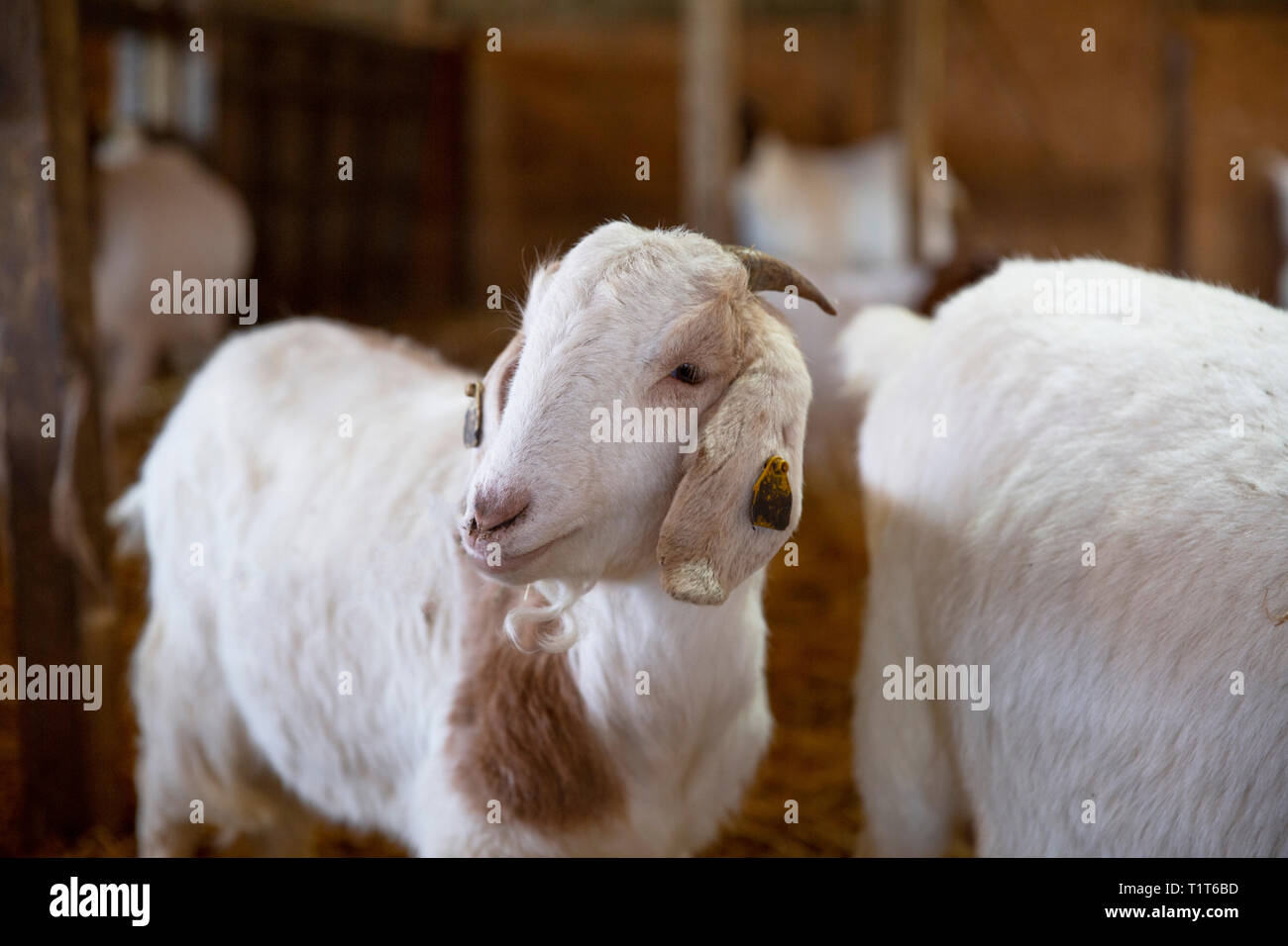Savon au lait de chèvre, Claddach Farm Banque D'Images