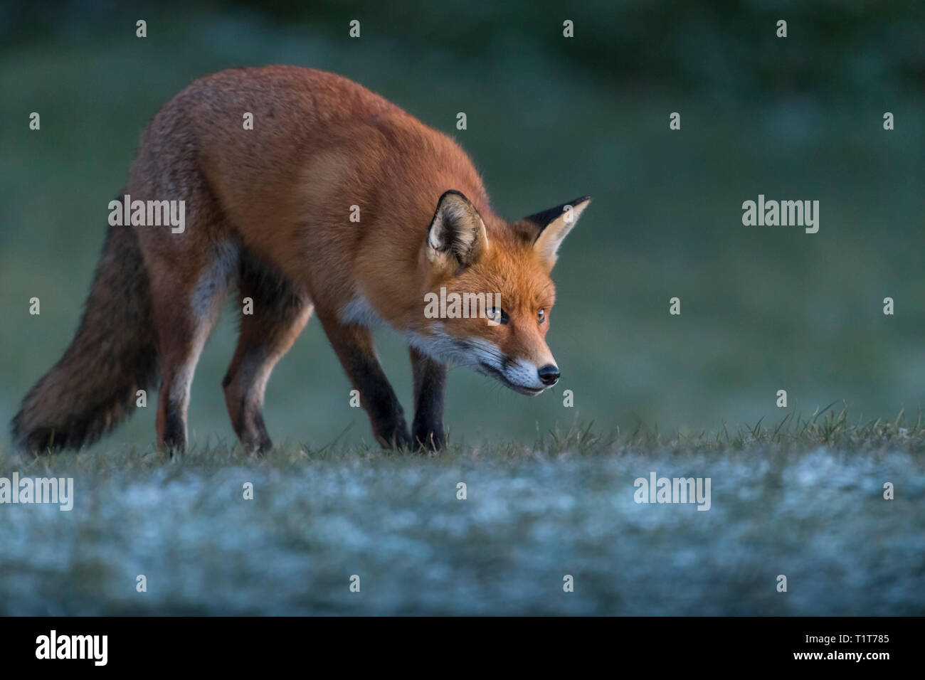 Lever du soleil sur la côte nord-est du Royaume-Uni avec un renard roux européen à la recherche de son premier repas de la journée par un froid matin d'hiver glacial. Banque D'Images