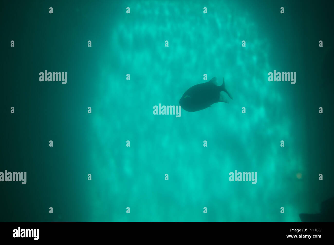 Serrasalmus nattereri piranha rouge nager sous l'eau en eaux troubles Banque D'Images