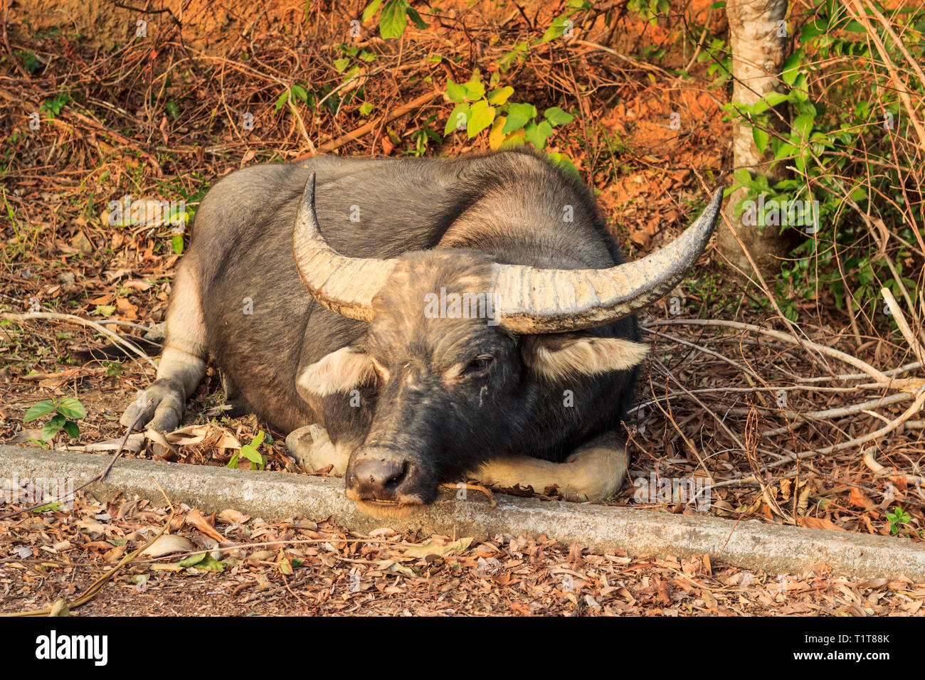 Une vache se repose à côté de la route Banque D'Images
