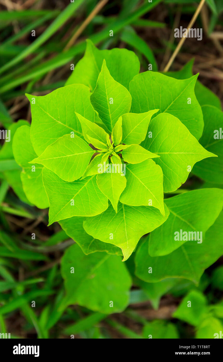 Belle fleur-comme des feuilles à Hong Kong Banque D'Images