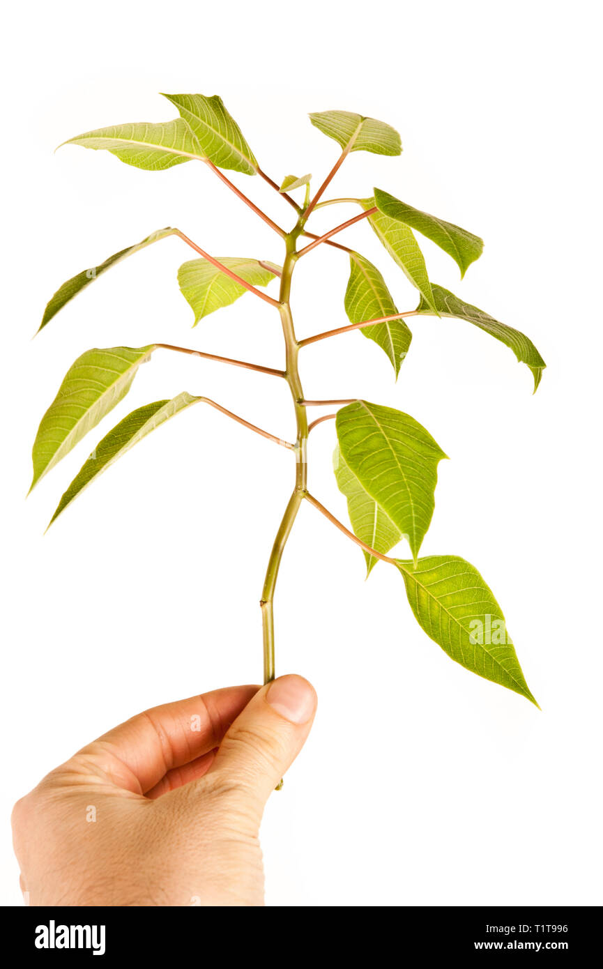 Main tenant une branche d'arbre avec des feuilles vertes, la protection de l'environnement et concept de la journée de la terre Banque D'Images