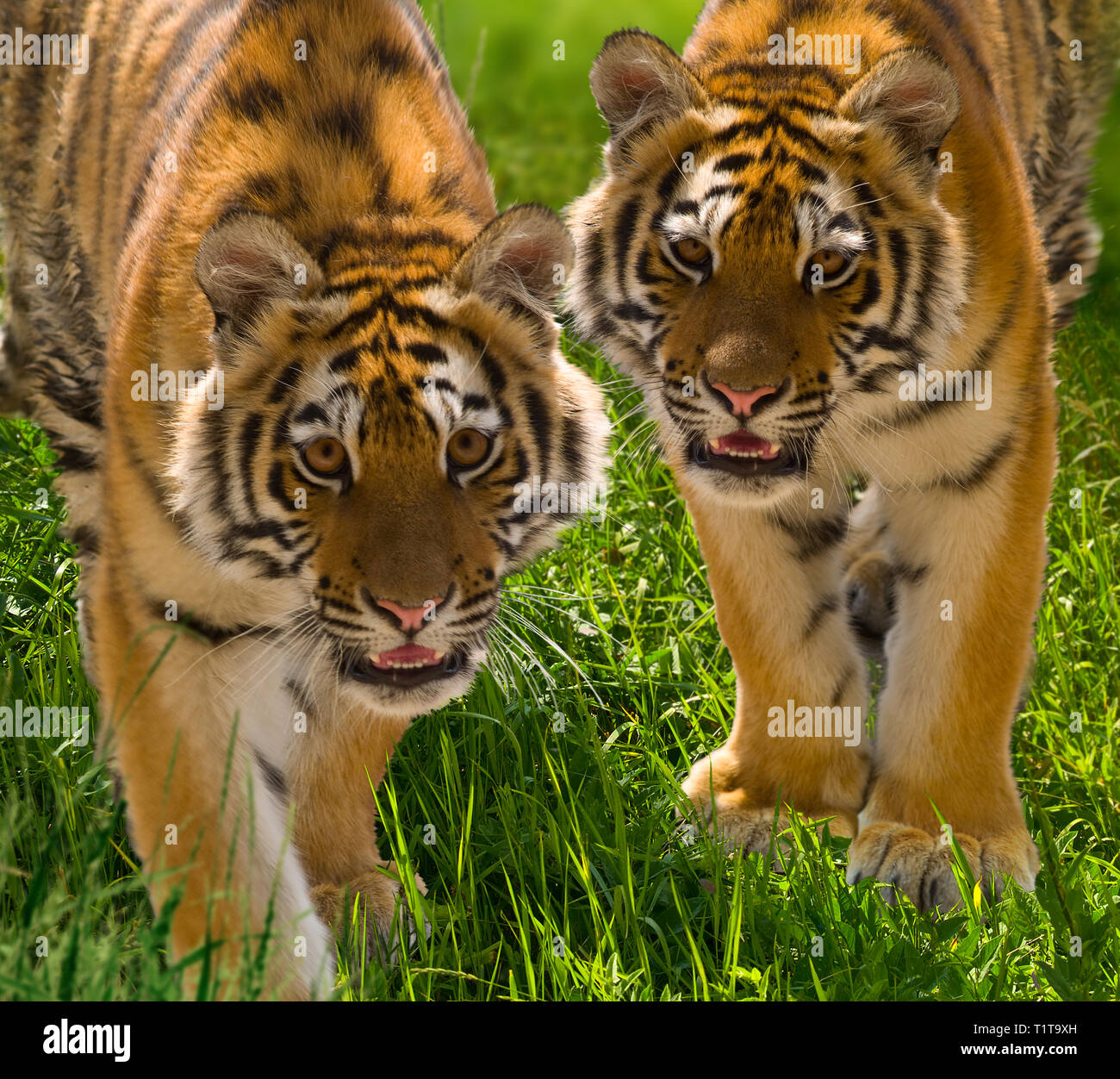 Deux petits de l'Amur tiger dans un zoo. L'Europe. L'Ukraine. Format horizontal. Banque D'Images