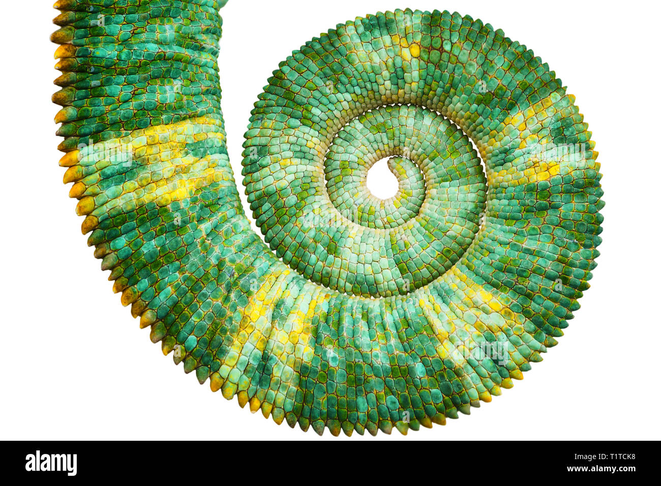 Fermer la vue d'une belle couleur verte chamaeleo calyptratus queue révélant la spirale de Fibonacci mathématiques courbe sur fond noir. La SLA d'espèces Banque D'Images