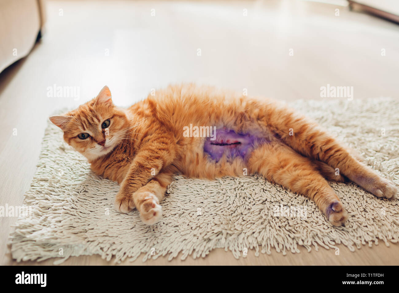 Sterilisation De Chat Banque De Photographies Et D Images A Haute Resolution Alamy