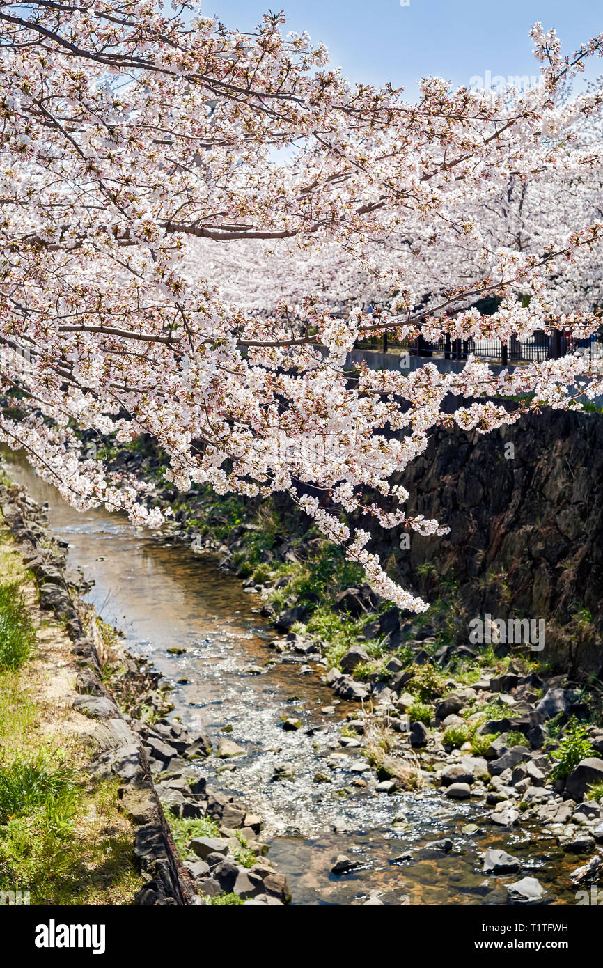 Cerisiers en fleurs sakura sur la rive de la rivière Yamazaki. Printemps à Nagoya, Japon. Banque D'Images