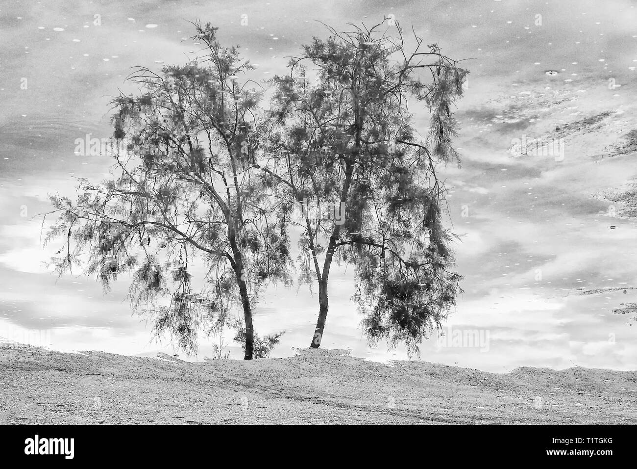 Traduit de l'arbre sur une flaque d'eau Banque D'Images