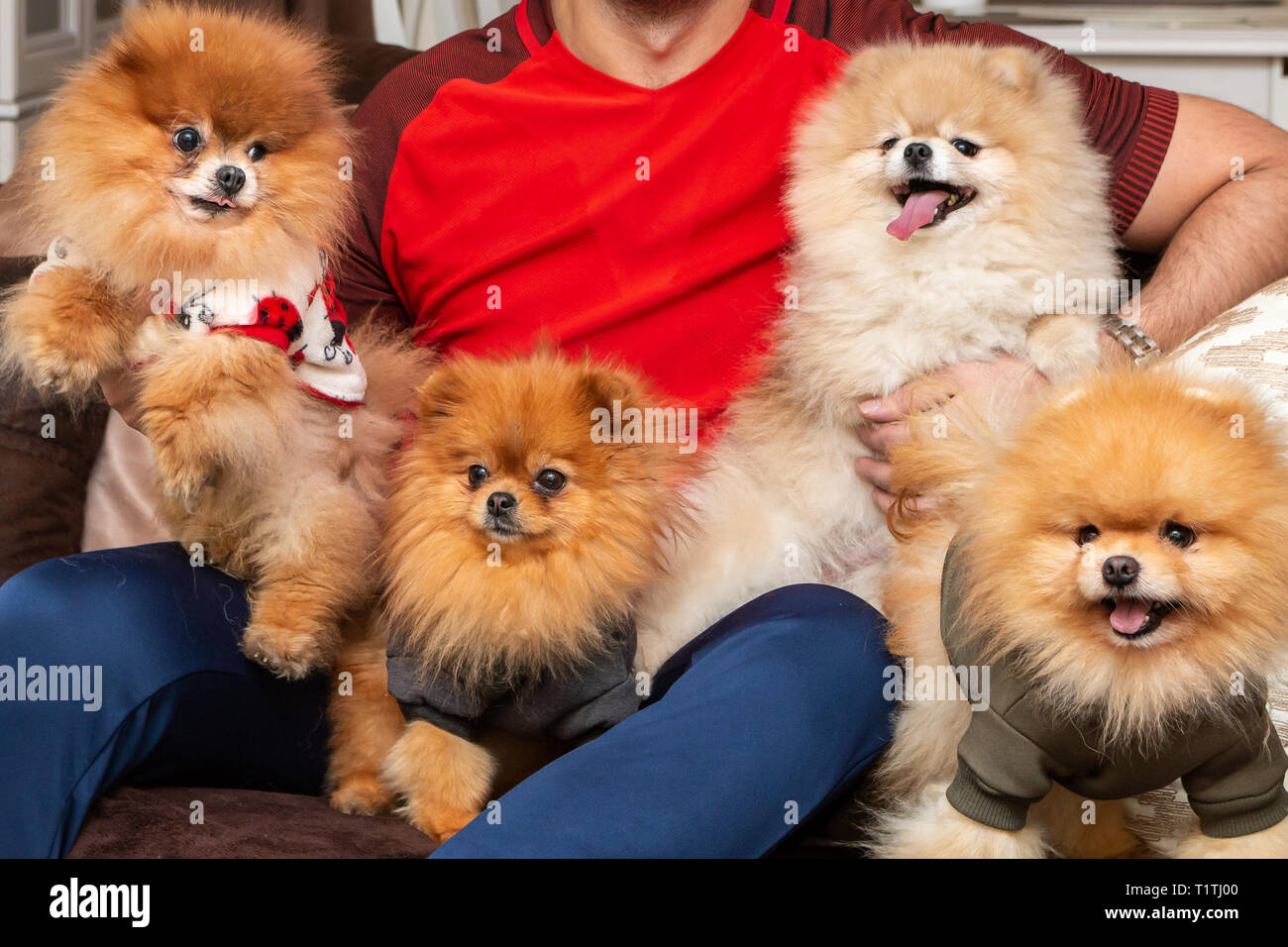 Quatre mignons petits chiens chiot Pomeranian de jouer avec leur propriétaire à la maison. Les personnes et les animaux. Banque D'Images