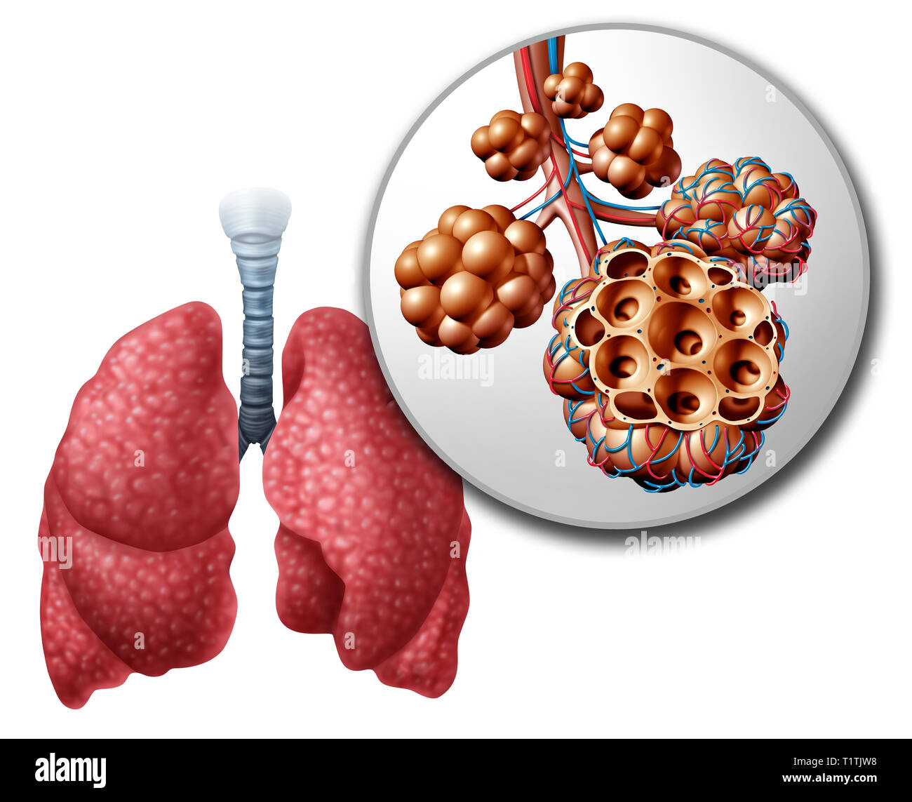 Alvéoles pulmonaires Alvéole pulmonaire ou l'anatomie du schéma d'un concept médical de près de l'anatomie humaine et respiratoire la respiration ou la médecine. Banque D'Images