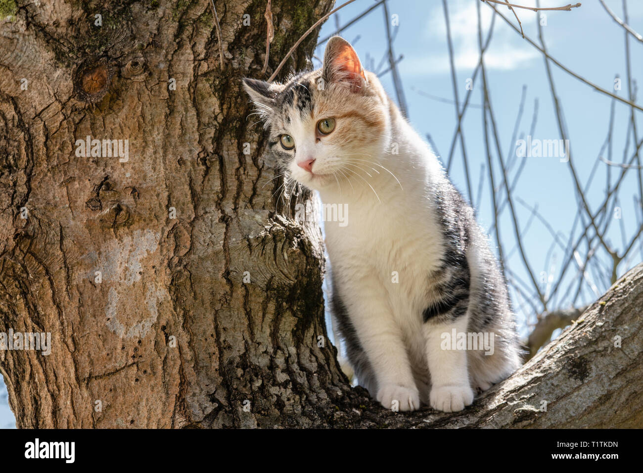 Colorful patché la chatte sur un arbre de chêne sur sunny day Banque D'Images