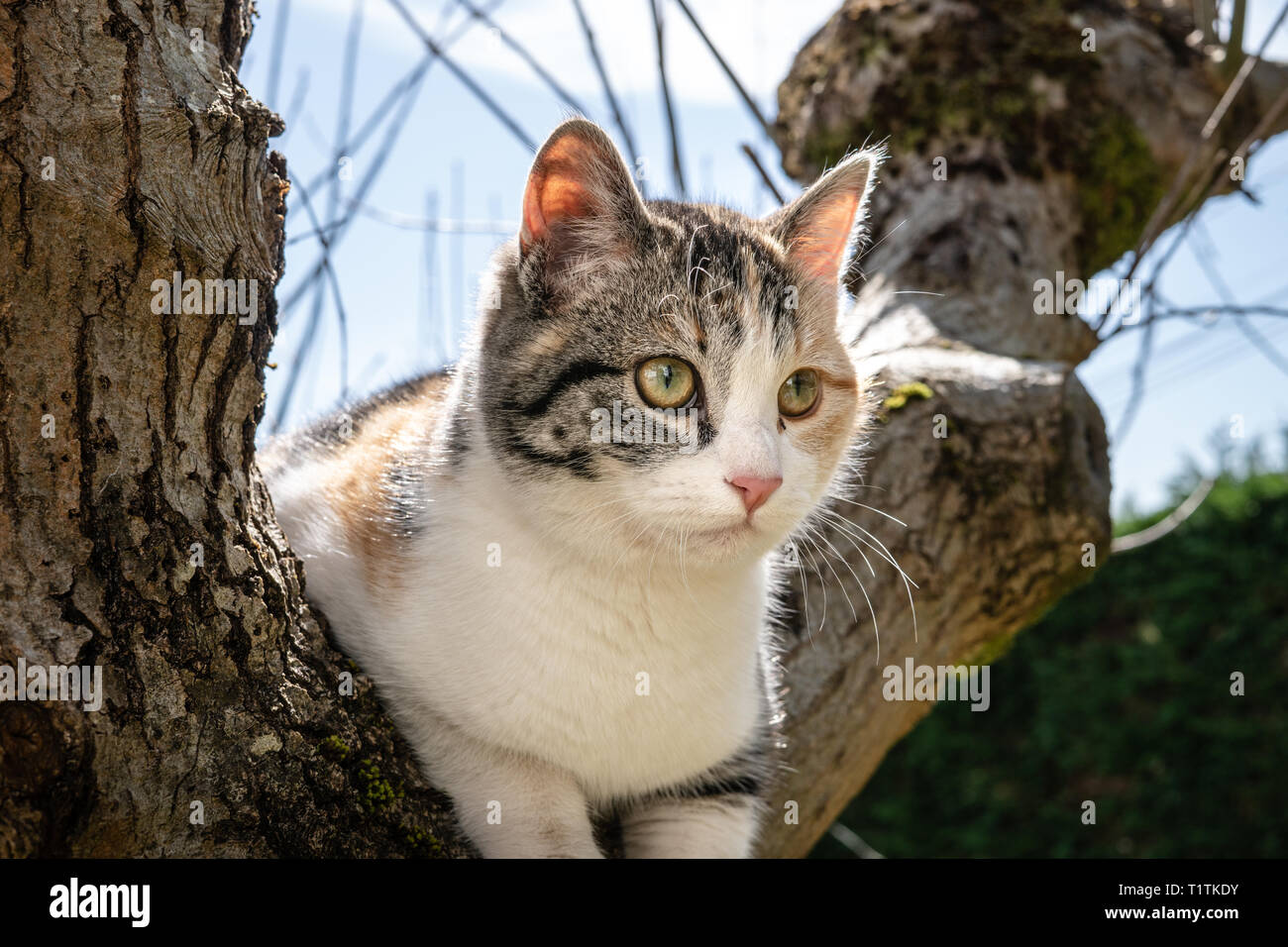 Colorful patché la chatte sur un arbre de chêne sur sunny day Banque D'Images
