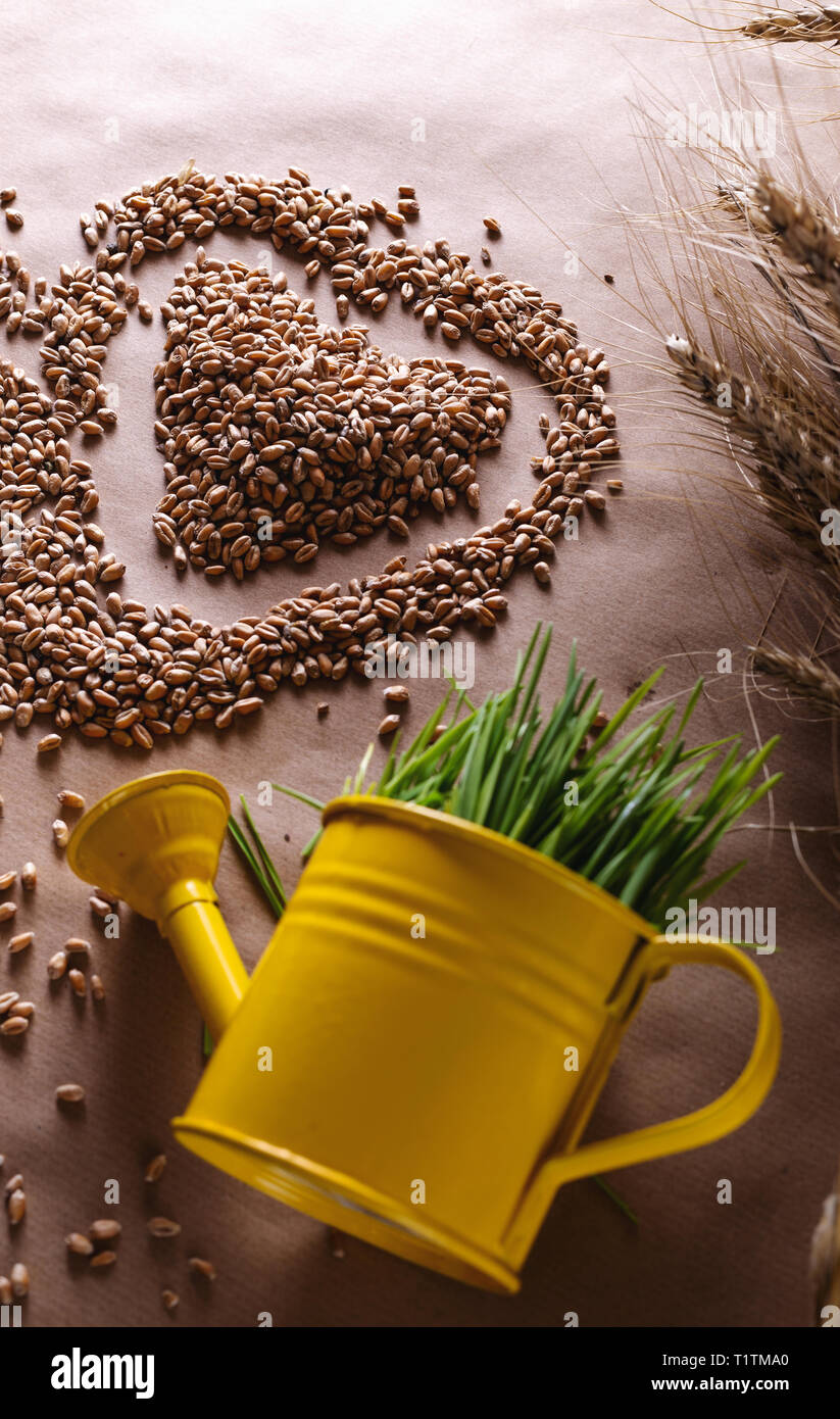 Les semences d'herbe de blé forme de coeur et de blé en arrosoir. Saine alimentation amour fibre concept Banque D'Images
