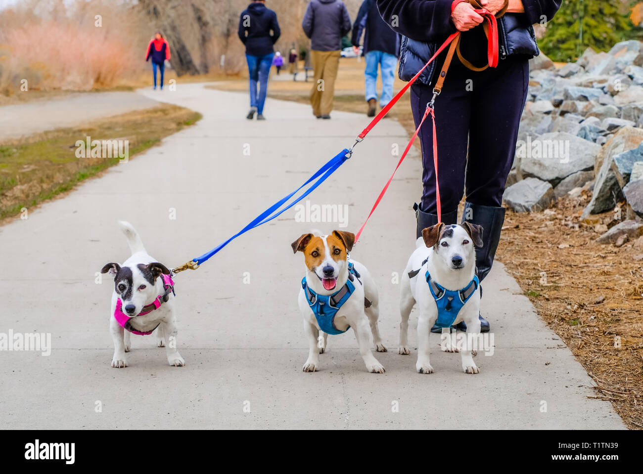 Vue partielle de senior woman taking trois petits chiens pour une promenade à la caméra ; chiens dans Banque D'Images