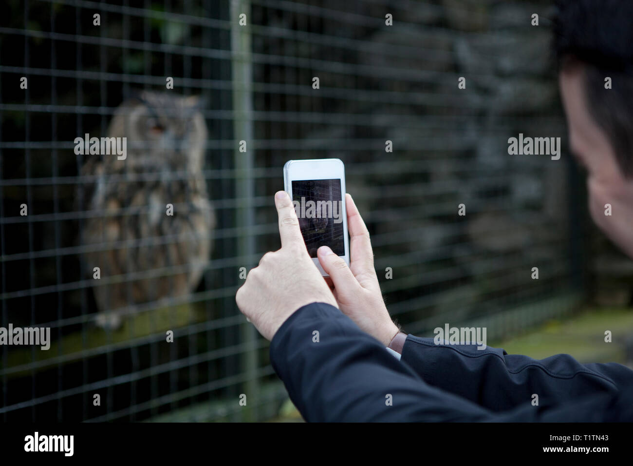 L'homme de prendre une photo sur un téléphone mobile d'un hibou en captivité dans un centre de fauconnerie Banque D'Images