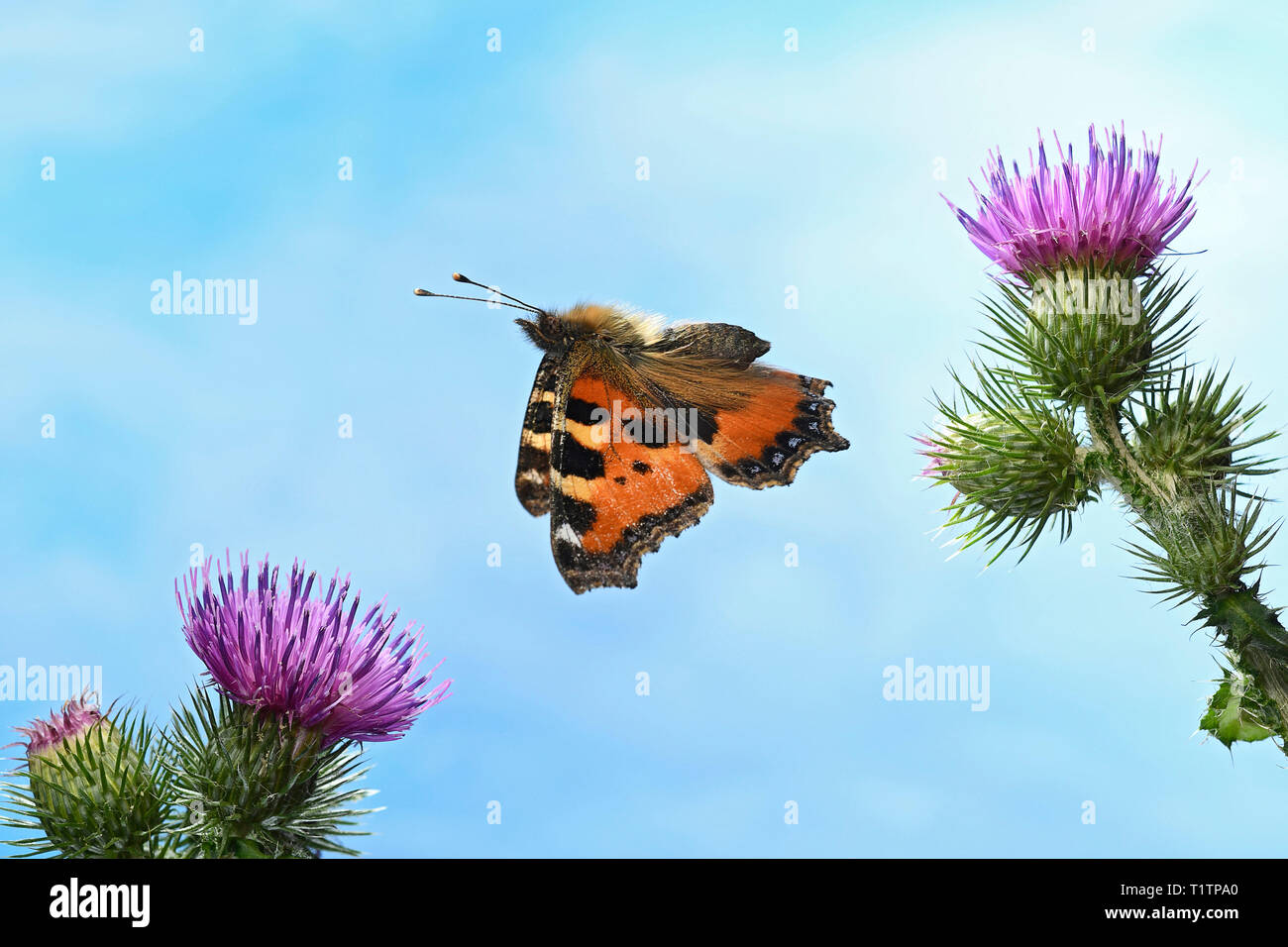 Kleiner Fuchs (Aglais urticae) Banque D'Images