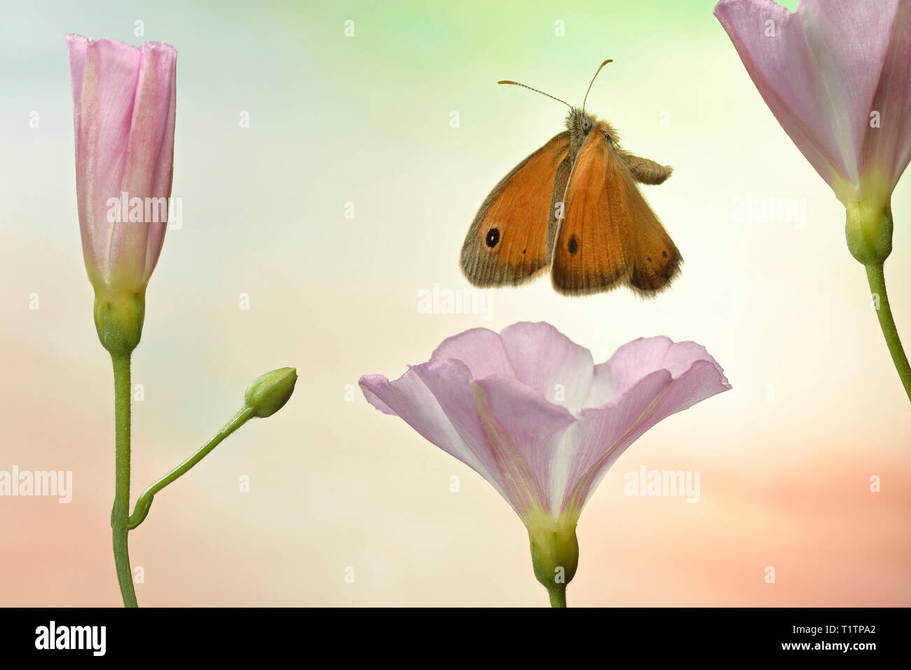Kleines Wiesenvoegelchen (Coenonympha pamphilus), im Flug, un Ackerwinde (Convolvulus arvensis), Deutschland Banque D'Images