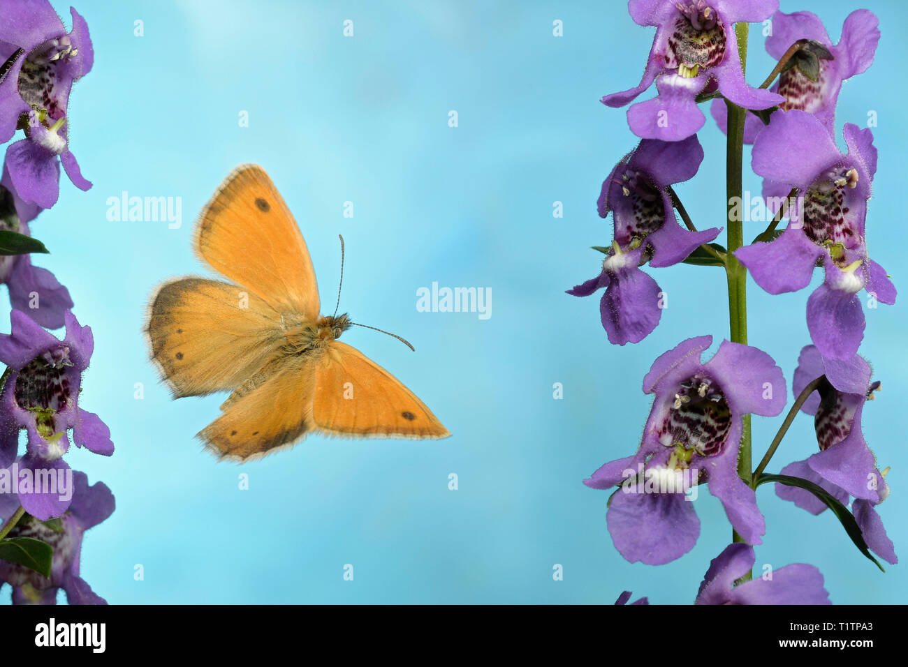 Kleines Wiesenvoegelchen (Coenonympha pamphilus), im Flug, un Angelonia, Deutschland Banque D'Images