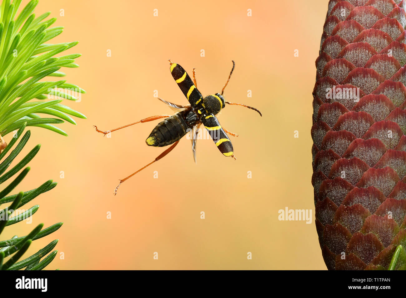 Widderbock (Clytus arietis), im Flug, Deutschland, Europa Banque D'Images