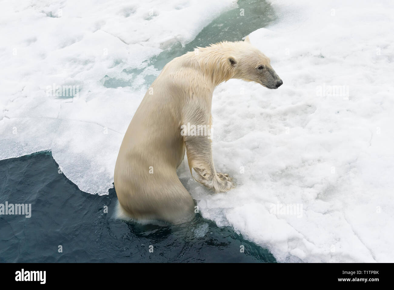 L'ours polaire (Ursus maritimus) sortir de l'eau, l'archipel du Svalbard, Norvège Banque D'Images