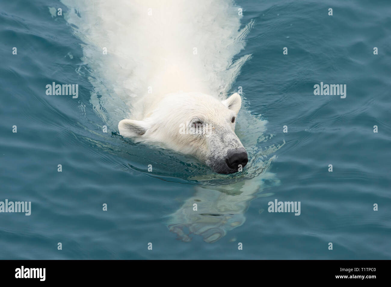 L'ours polaire (Ursus maritimus) natation, archipel du Svalbard, Norvège Banque D'Images