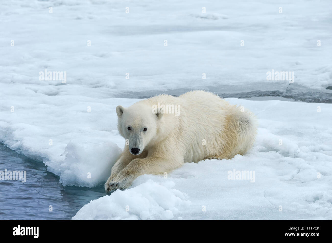 L'ours polaire (Ursus maritimus) sur la banquise, archipel du Svalbard, Norvège Banque D'Images
