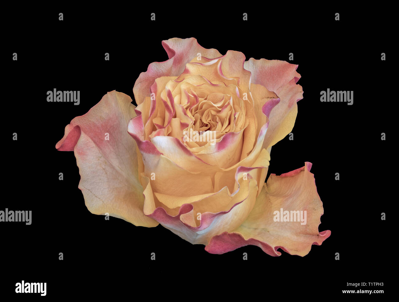 Fine Art Couleur Pastel Nature Morte Macro Dune Seule Rose