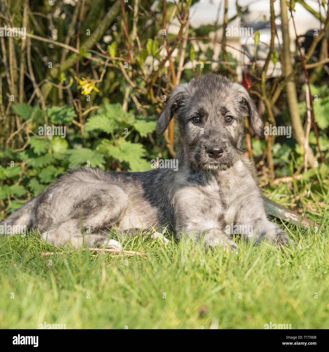 Chiot lévrier irlandais Banque D'Images