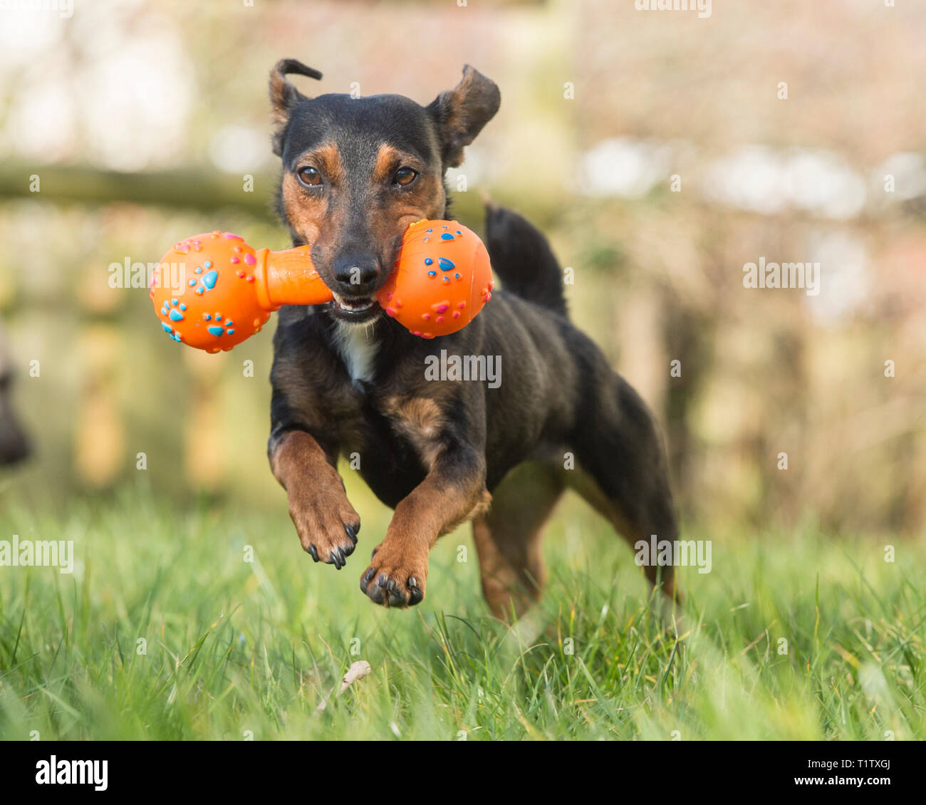 Noir et feu terrier irlandais Banque D'Images