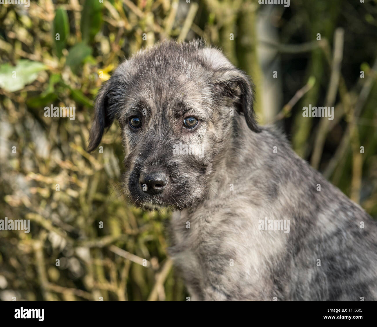 Chiot lévrier irlandais Banque D'Images