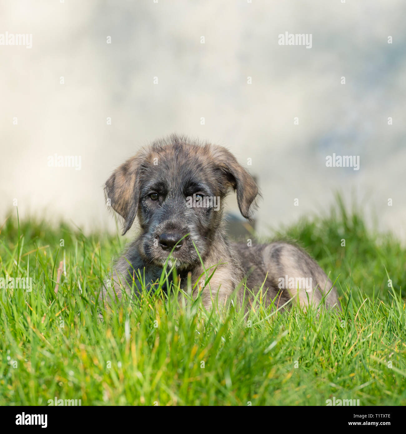 Chiot lévrier irlandais Banque D'Images