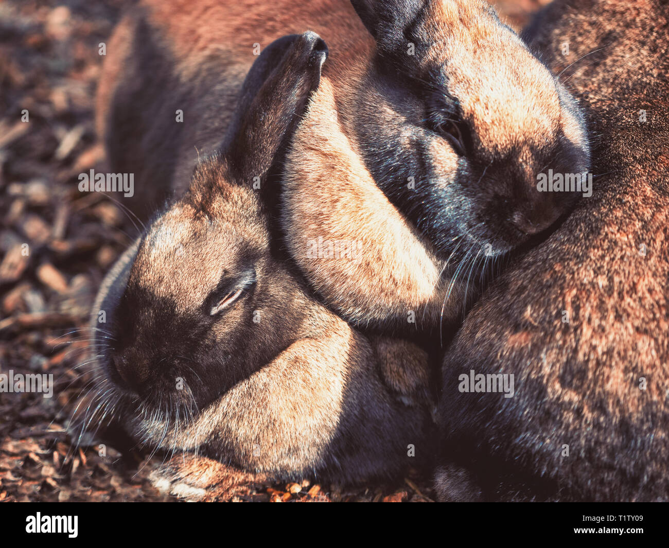 Peu de petits lapins câlins ensemble marron Banque D'Images