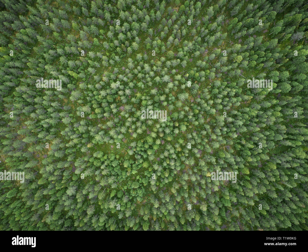 Vue aérienne de la forêt de la taïga boréale vert aka en été Banque D'Images