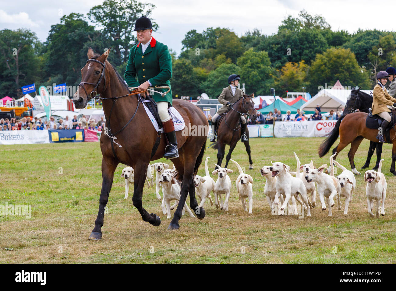 Une démonstration par le North Norfolk Harrier au Salon de l'agriculture 2018 Aylsham, Norfolk, Royaume-Uni. Banque D'Images