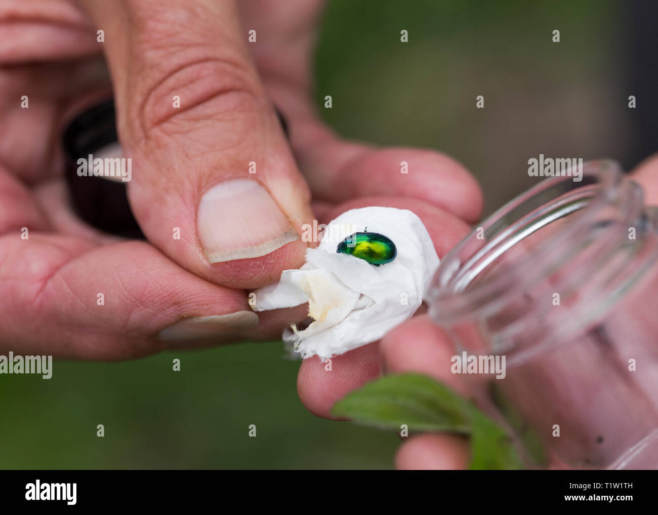 Mint leaf beetle en cours d'examen à des fins de conservation Banque D'Images