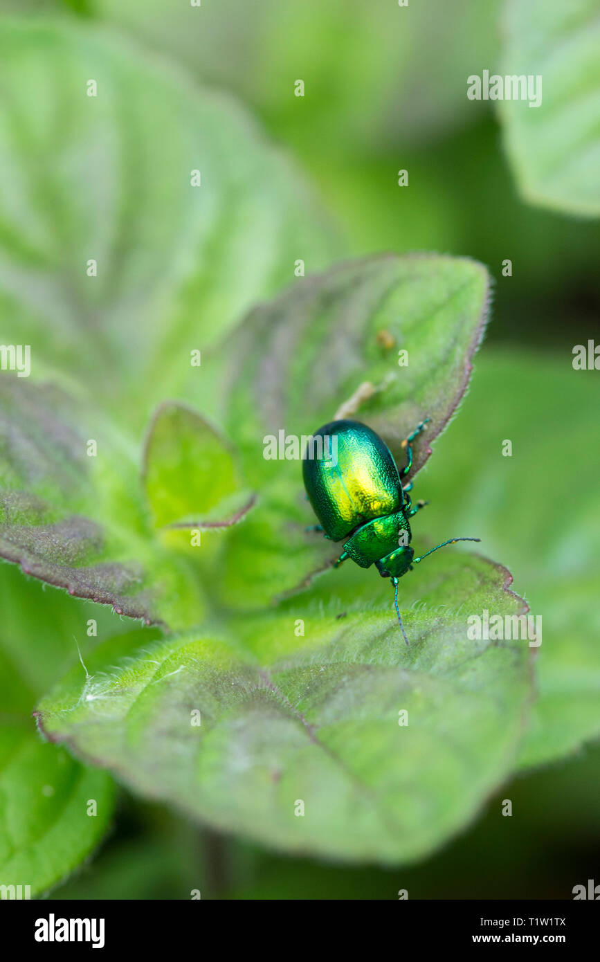 Mint leaf beetle Wiltshire farm Banque D'Images