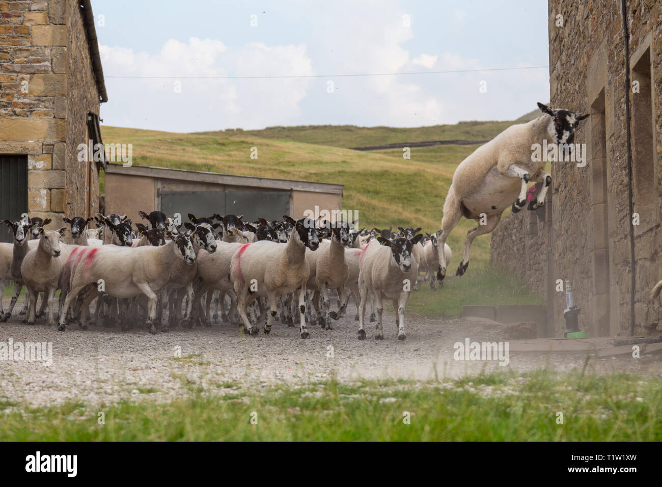 Mouton mulet passant par farm Lancashire Banque D'Images