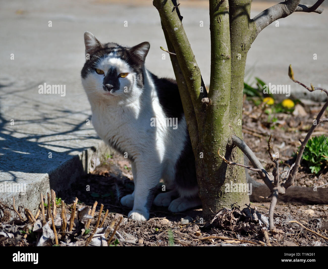 Chat dans le jardin sur une journée ensoleillée Banque D'Images