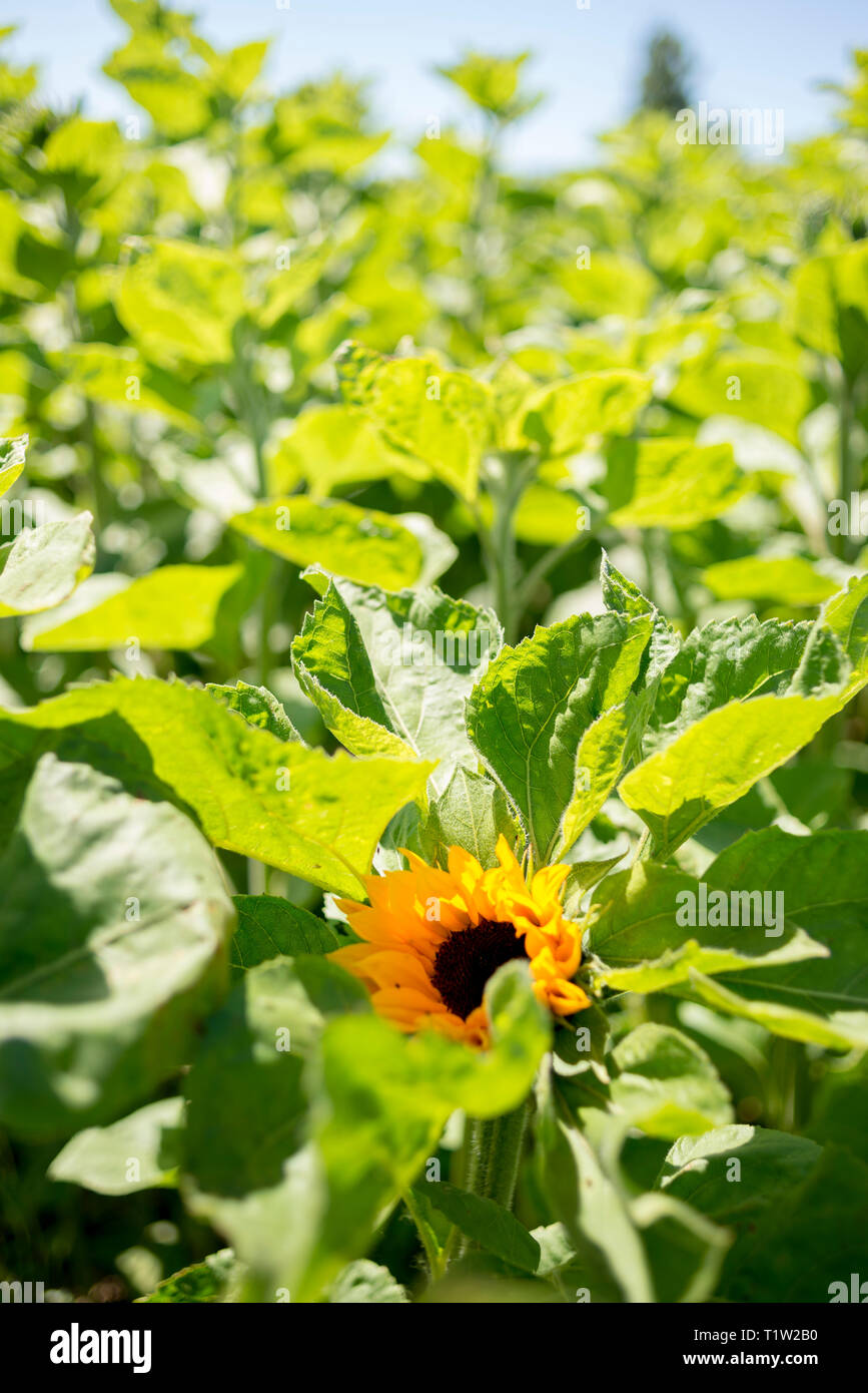 La récolte de tournesol Lincolnshire Banque D'Images