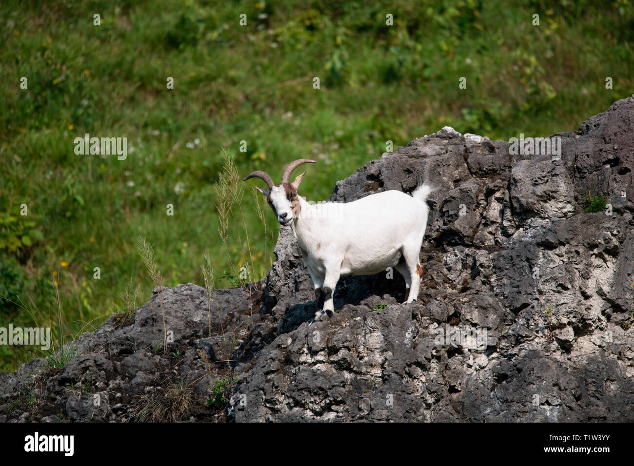 Free-range, chèvre domestique Pottenstein, Bavière, Allemagne, Europe, (Capra aegagrus hircus) Banque D'Images