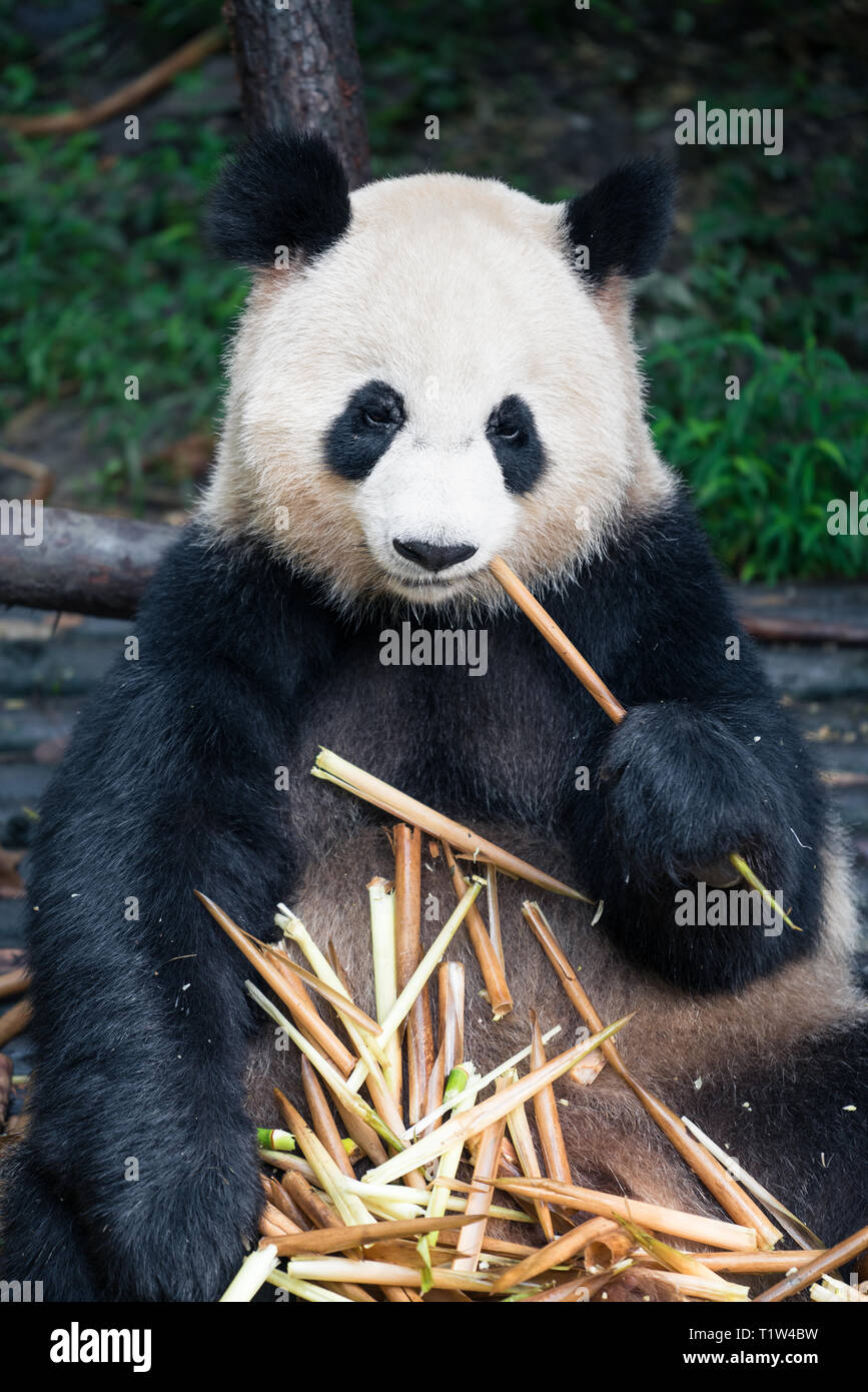 Panda géant (Ailuropoda melanoleuca) eating bamboo à Chengdu, Sichuan, Chine Banque D'Images